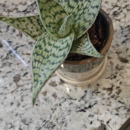 Photo of the plant species Snowflake Aloe by @IdealOakfern69 named Emerson on Greg, the plant care app