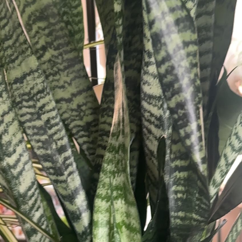 Photo of the plant species Sansevieria zeylanica by @PiousBloodroot5 named Elle on Greg, the plant care app