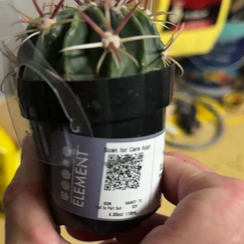 Photo of the plant species Devil's Pincushion by @FoxyToropapa90 named Planty on Greg, the plant care app