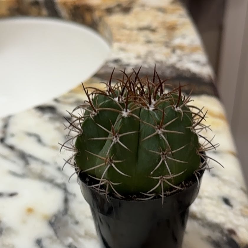 Photo of the plant species Devil's Pincushion by @BigPlanty53 named Kendall on Greg, the plant care app