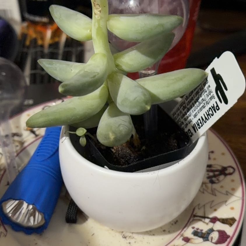 Photo of the plant species Pachyveria Little Jewel by @FunOtanthus69 named Zion on Greg, the plant care app