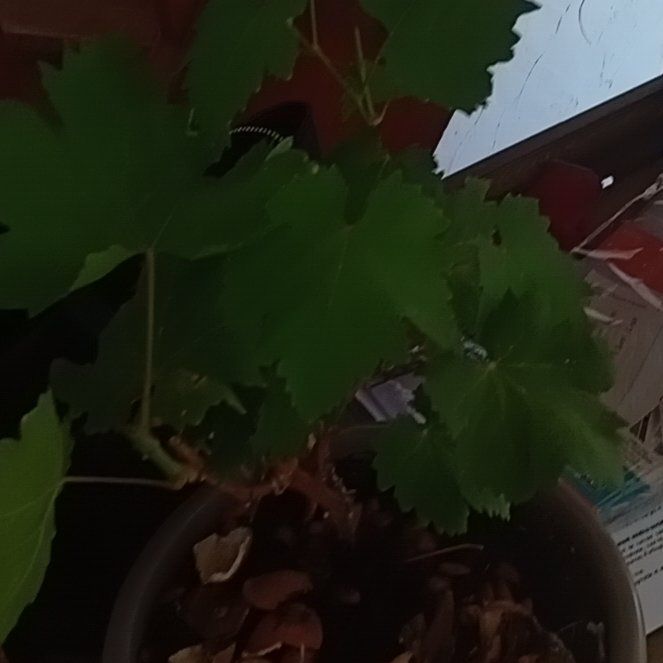 Photo of the plant species Wine Grape by @VipPigsqueak90 named Grégoire on Greg, the plant care app