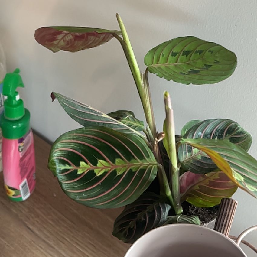 Photo of the plant species Red prayer plant by @FastRedbean24 named Lola on Greg, the plant care app