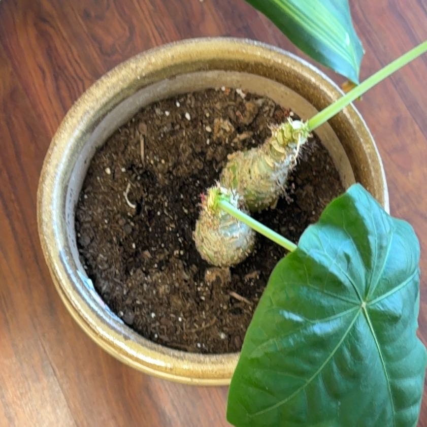 Photo of the plant species Buddha Belly Plant by @SagePansy96 named Rosa on Greg, the plant care app