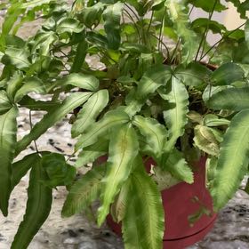 Photo of the plant species Pteris Cretica by @KeyBiancini73 named Leaf Erickson on Greg, the plant care app