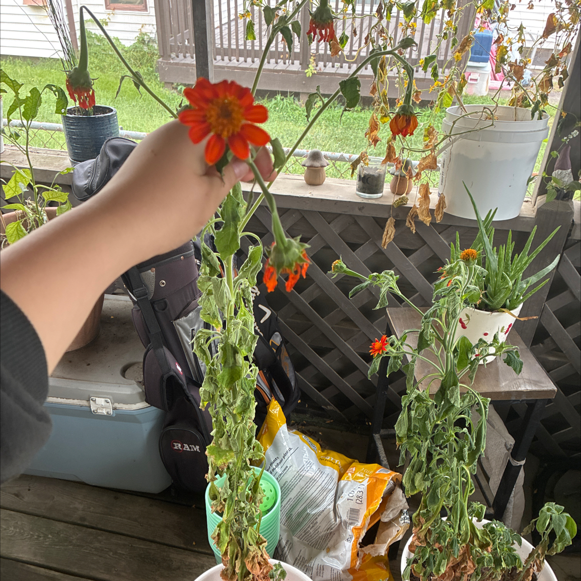 Photo of the plant species Mexican Sunflower by @KindRedlion46 named Sunny on Greg, the plant care app