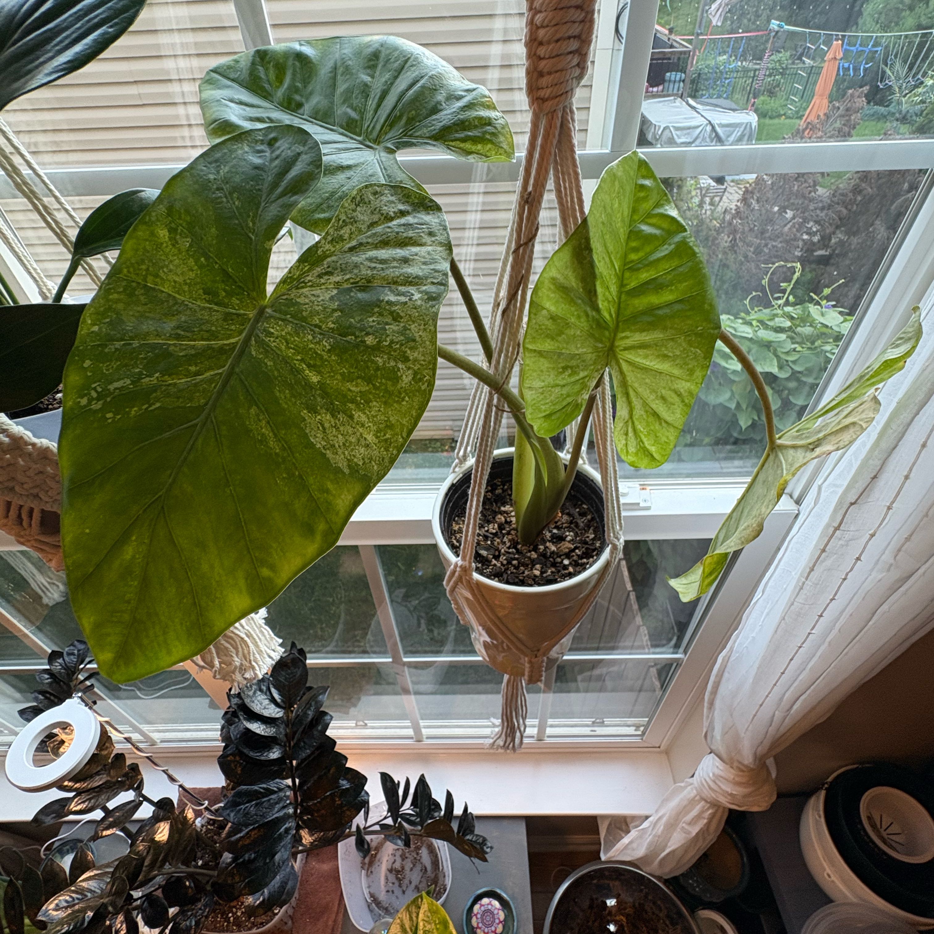 Photo of the plant species Variegated Alocasia by @BrawnyOnion58 named Sigmund on Greg, the plant care app