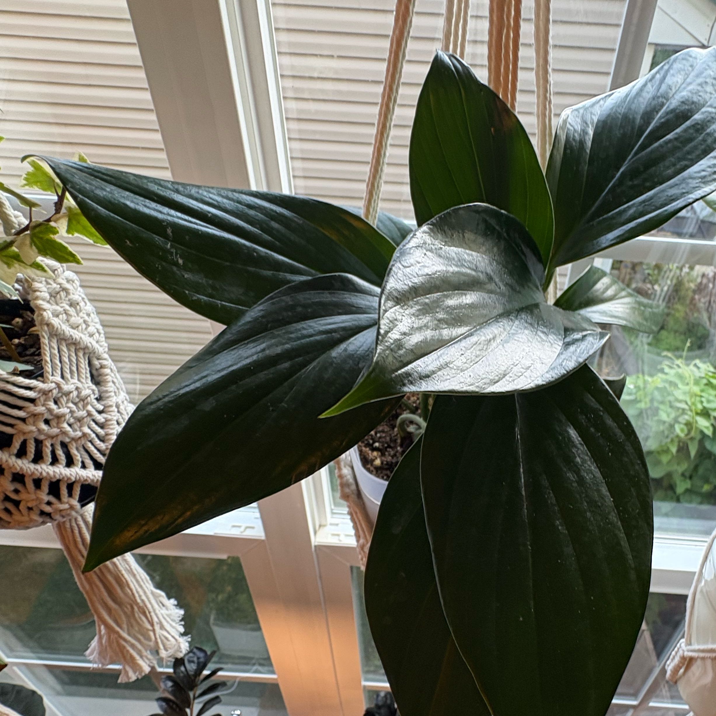Photo of the plant species Dragon Tail Plant by @BrawnyOnion58 named Coco on Greg, the plant care app