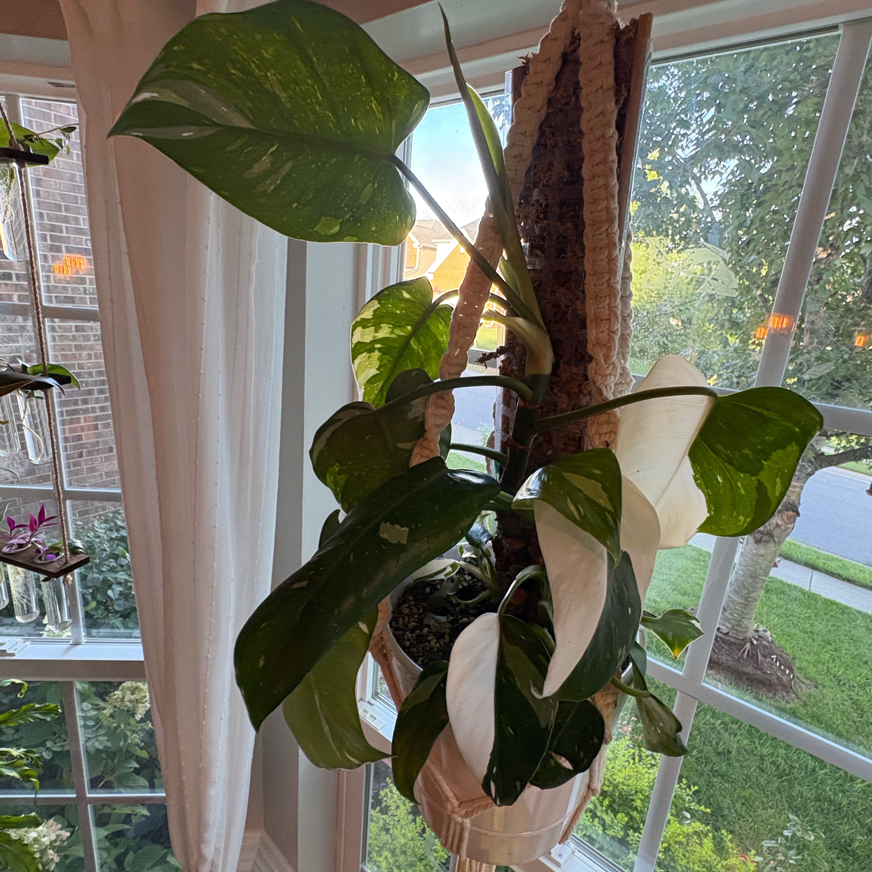 Photo of the plant species White Knight Philodendron by @BrawnyOnion58 named Bigleef Smalls on Greg, the plant care app