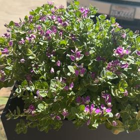 Photo of the plant species Sweet Pea Bush by @NeotericTaro66 named Bodhi on Greg, the plant care app