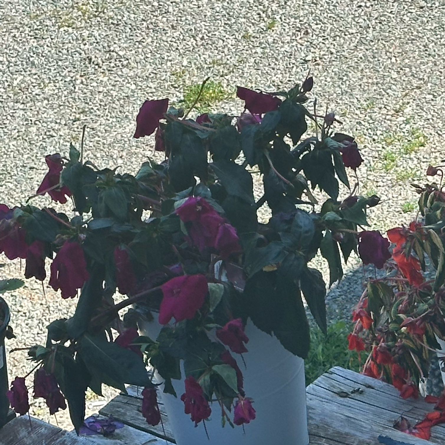 Photo of the plant species Marvel of Peru by @StrongFanpalm43 named Kesha on Greg, the plant care app