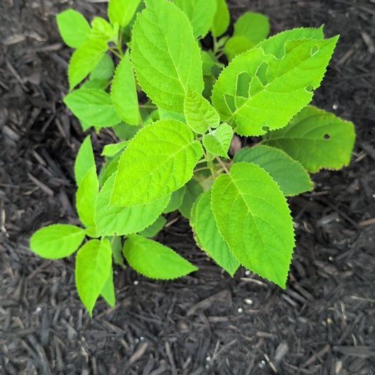 Photo of the plant species Ashy Hydrangea by @ZealPhlox32 named Tupot amaroot on Greg, the plant care app