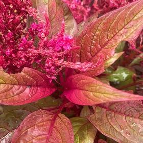Photo of the plant species Mexican Grain Amaranth by @AwakeRosemoss30 named Madonna on Greg, the plant care app