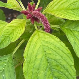 Photo of the plant species Love-Lies-Bleeding by @AwakeRosemoss30 named Oscar on Greg, the plant care app