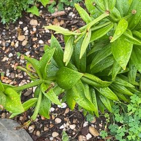 Photo of the plant species Flame Lily by @AwakeRosemoss30 named Michelle Branch on Greg, the plant care app