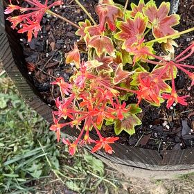 Photo of the plant species Red Spider Lily by @AwakeRosemoss30 named Miley on Greg, the plant care app