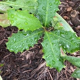 Photo of the plant species American Holly by @AwakeRosemoss30 named Taylor Swift on Greg, the plant care app