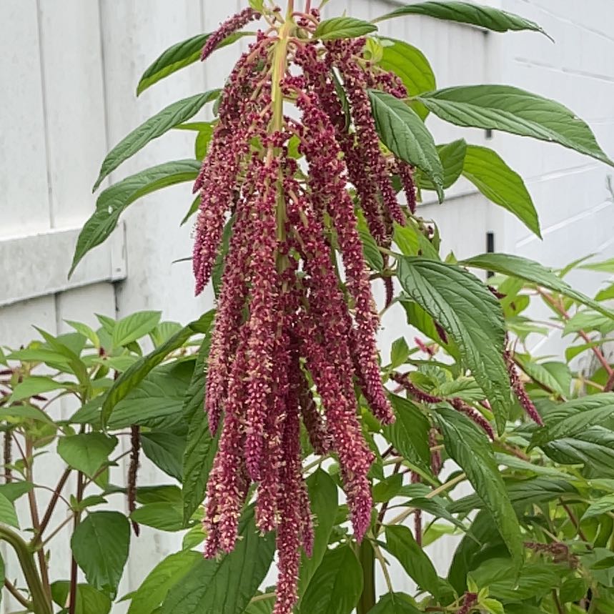 Photo of the plant species Love-Lies-Bleeding by @AwakeRosemoss30 named Kesha on Greg, the plant care app