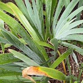 Photo of the plant species Blackberry Lily by @AwakeRosemoss30 named Xena on Greg, the plant care app