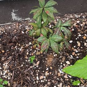 Photo of the plant species Virginia Creeper by @AwakeRosemoss30 named James Dean on Greg, the plant care app