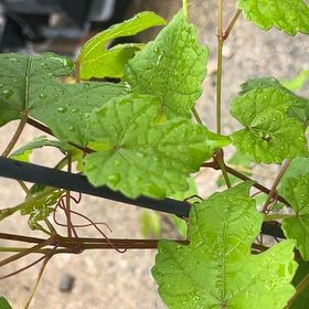 Photo of the plant species Muscadine Grape by @AwakeRosemoss30 named Orwell on Greg, the plant care app