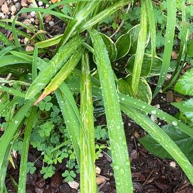 Photo of the plant species Three-Cornered Leek by @AwakeRosemoss30 named Sir Plancelot on Greg, the plant care app
