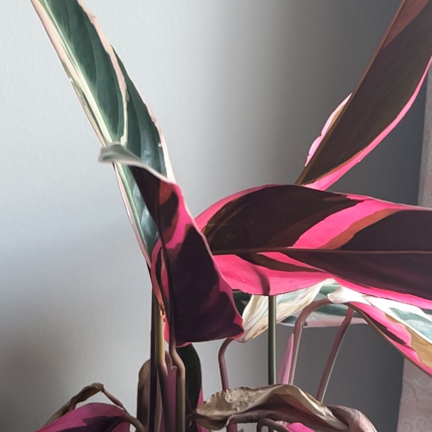 Photo of the plant species Stromanthe sanguinea 'Tricolor' by @NobleLukiwan65 named Zion on Greg, the plant care app