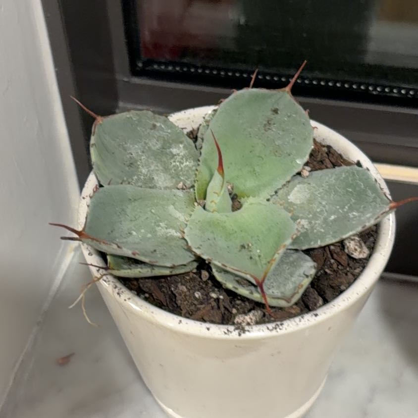 Photo of the plant species Butterfly Agave by @LuckyDuwei12 named da Vinci on Greg, the plant care app