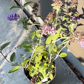 Photo of the plant species Orange Eye Butterflybush by @BoldBarley32 named Winston on Greg, the plant care app