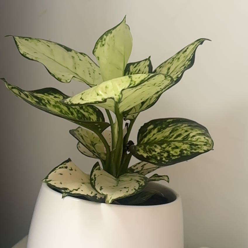 Photo of the plant species Aglaonema 'Spring Snow' by @WiseOnion74 named Hemingway on Greg, the plant care app