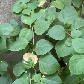 Photo of the plant species Bougainvillea by @CivicSucc13 named Mando on Greg, the plant care app