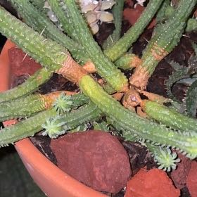 Photo of the plant species Variegated Corncob Cactus by @Bohicaplanter named Keanu Leaves on Greg, the plant care app