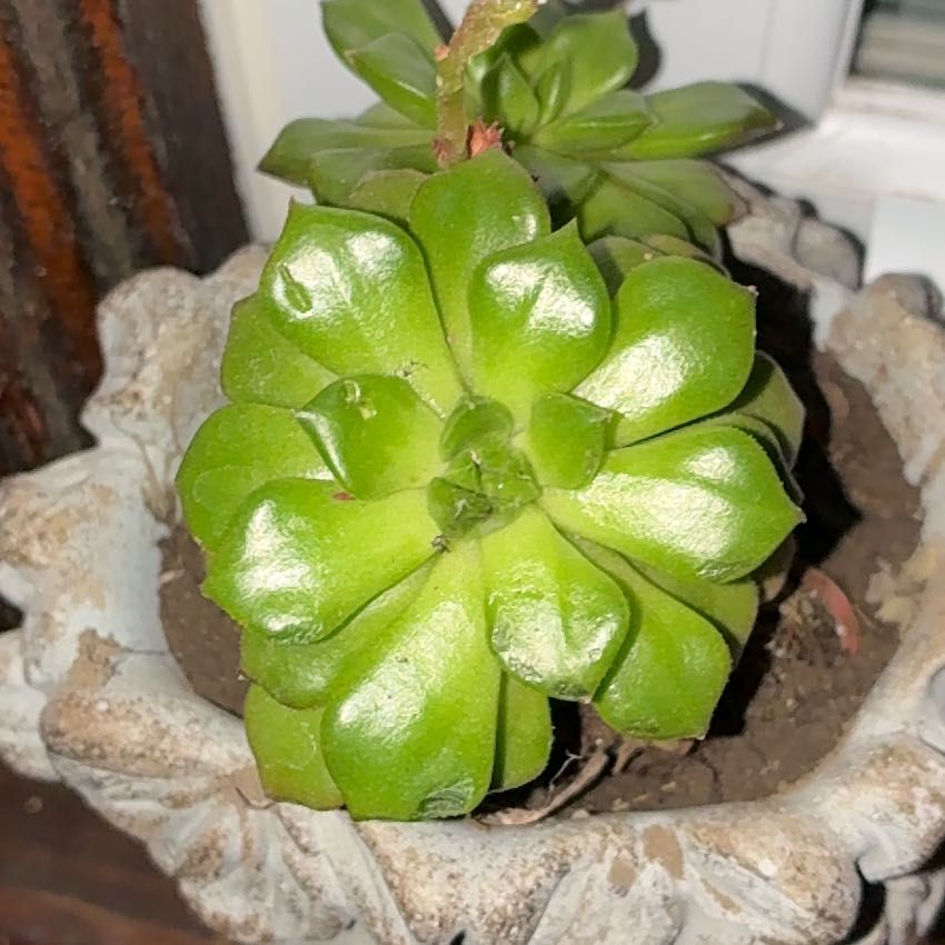 Photo of the plant species Sedeveria 'Letizia' by @SilkyBasil76 named Khaleesi on Greg, the plant care app