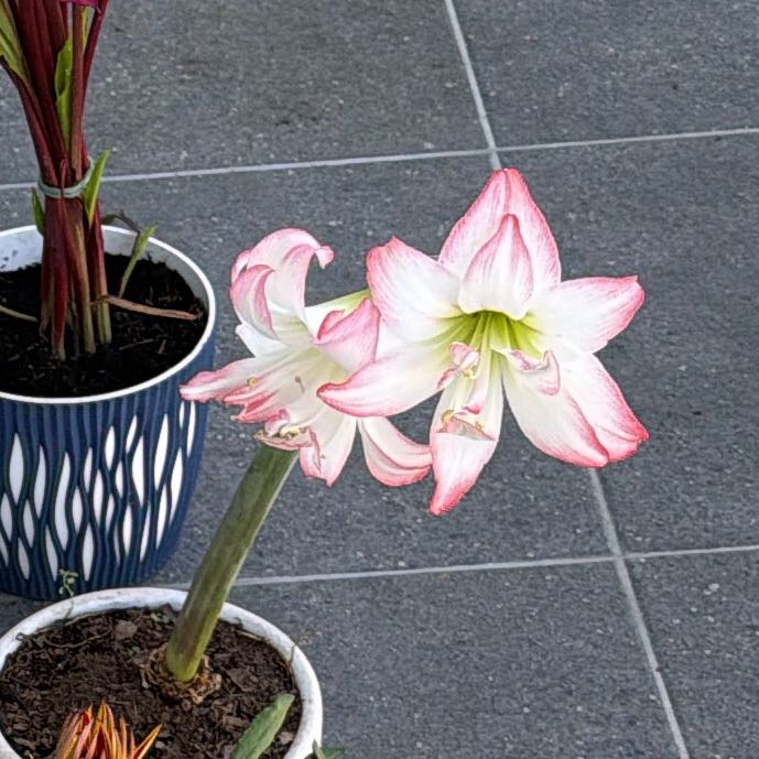 Photo of the plant species Barbosa Lily by @JesterCandytuft named Anne on Greg, the plant care app
