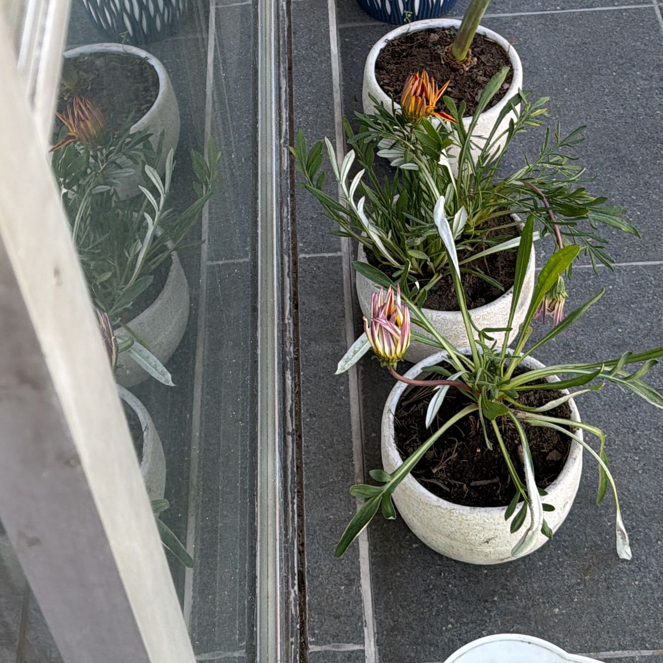 Photo of the plant species Treasureflower by @JesterCandytuft named Hamilton on Greg, the plant care app