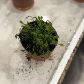 Photo of the plant species Cape Sundew by @CalmBlackgem77 named Elle on Greg, the plant care app