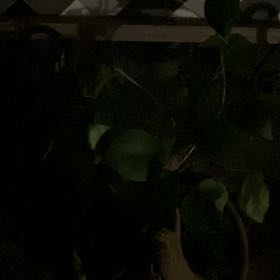Photo of the plant species Bodhi Tree by @DotingBigfoot55 named Forrest on Greg, the plant care app