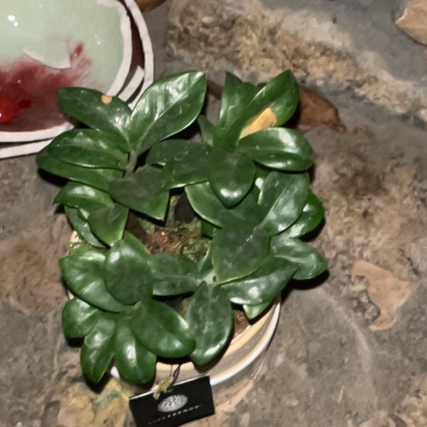 Photo of the plant species Chinese Holly by @DotingBigfoot55 named Figyonce on Greg, the plant care app