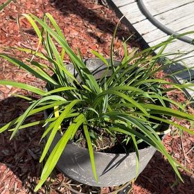 Photo of the plant species Yellow Daylily by @PetiteElkclover named Sage on Greg, the plant care app