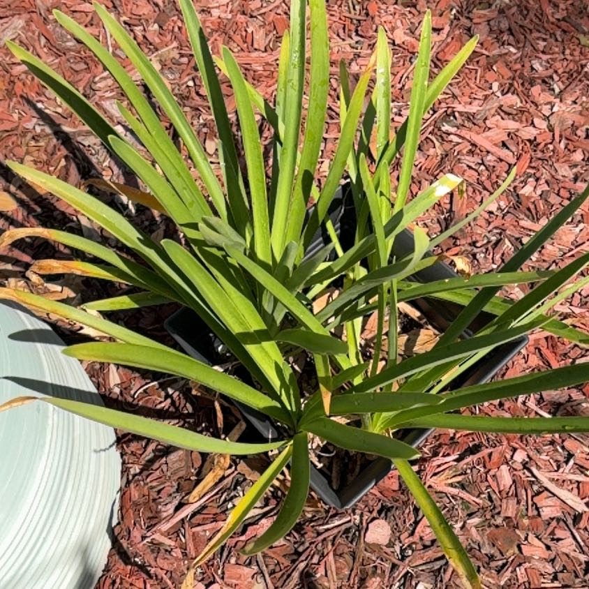Photo of the plant species Big Blue Lilyturf by @PetiteElkclover named Diana on Greg, the plant care app