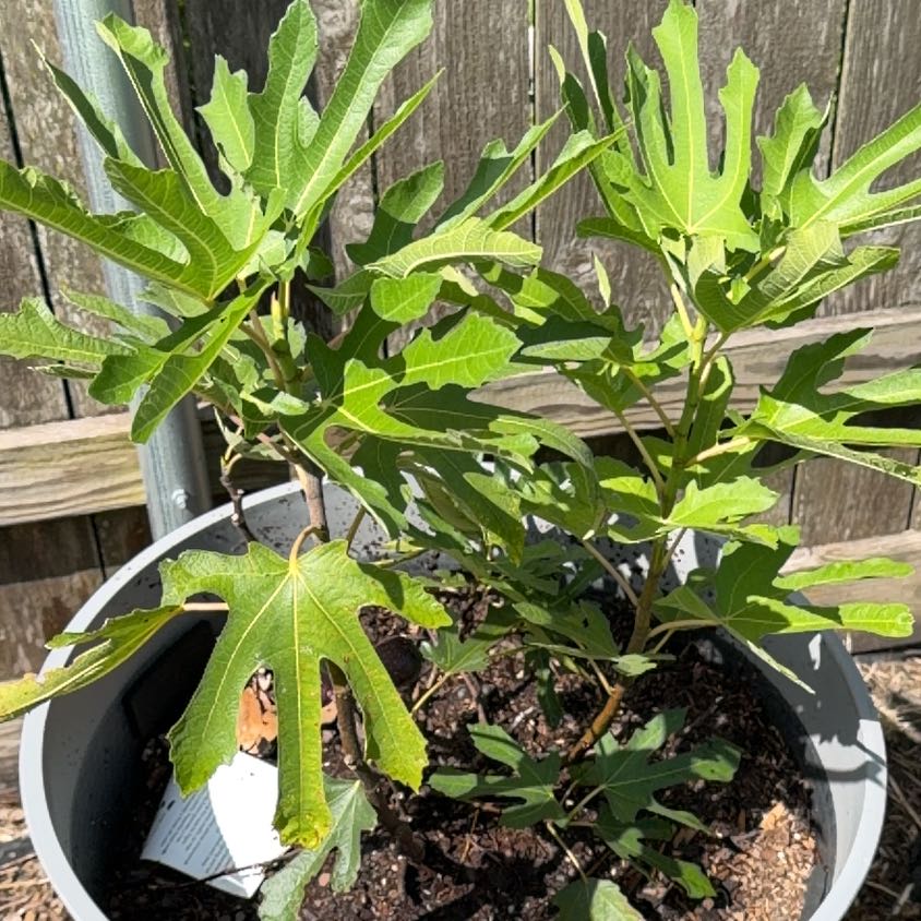 Photo of the plant species Brown Turkey Fig by @PetiteElkclover named Messi on Greg, the plant care app
