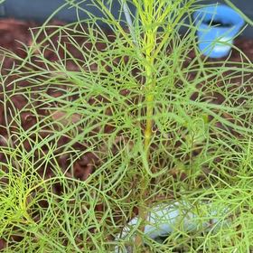 Photo of the plant species Garden Cosmos by @BubblyLuckycoin named da Vinci on Greg, the plant care app