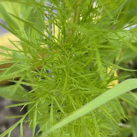 Photo of the plant species Dog Fennel by @BubblyLuckycoin named Willow on Greg, the plant care app