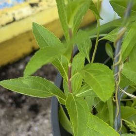 Photo of the plant species Border Forsythia by @BubblyLuckycoin named Bieber on Greg, the plant care app