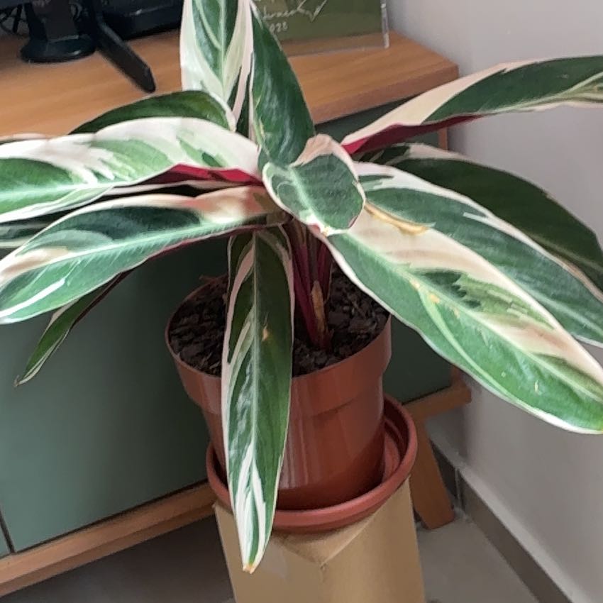 Photo of the plant species Stromanthe sanguinea 'Tricolor' by @PromptViolet18 named Rihanna on Greg, the plant care app