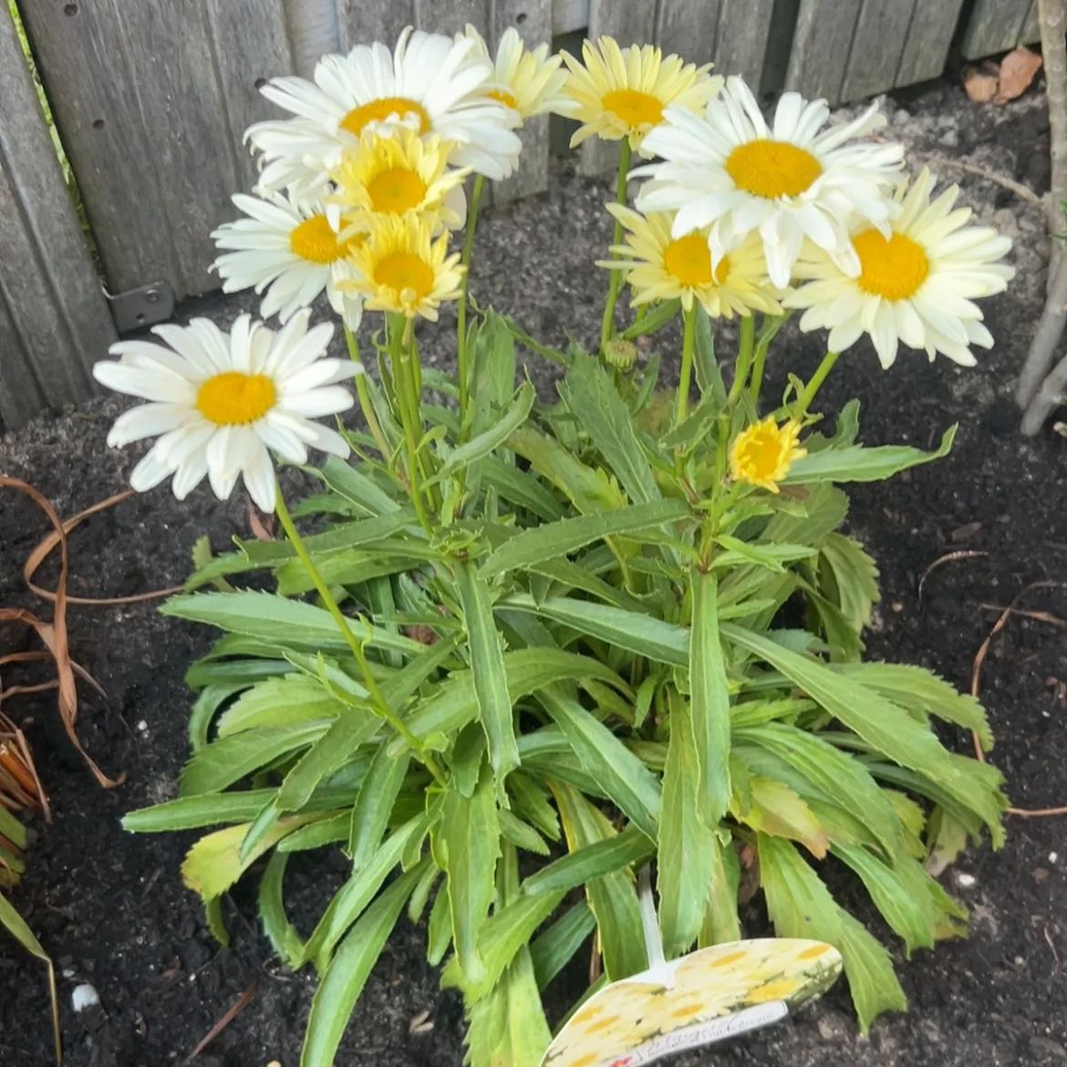 Photo of the plant species Max Chrysanthemum by @AngelAgarito70 named Fernie Saunders on Greg, the plant care app