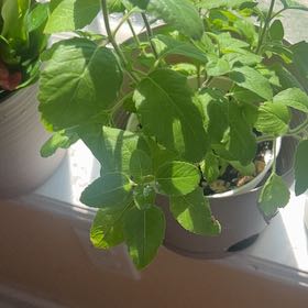 Photo of the plant species Holy Basil (Tulsi) by @UberLychee46 named Mando on Greg, the plant care app