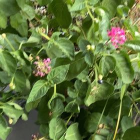 Photo of the plant species Lantana by @ZarfPersia88 named Sahara on Greg, the plant care app