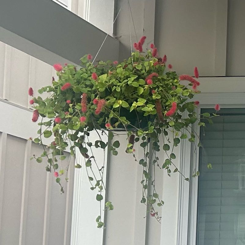 Photo of the plant species Firetails Chenille by @NimbleBonsai25 named Lebron on Greg, the plant care app