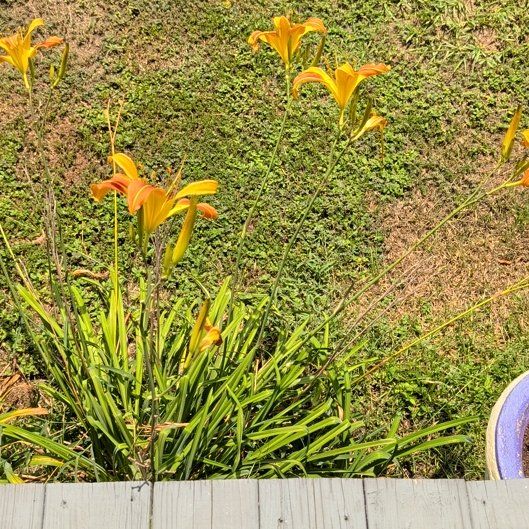Photo of the plant species Orange Daylily by @PrimoPlanty24 named Donna on Greg, the plant care app